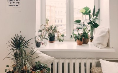 House Plants Perks